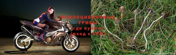 амф Пересвет